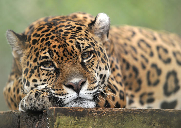 La Aurora Zoo (Zoólogico la Aurora)